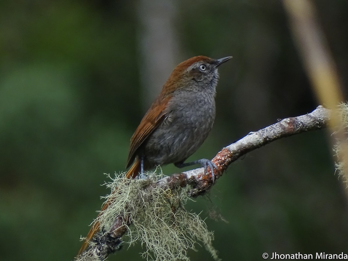 White-chinned Thistletail - ML28988201