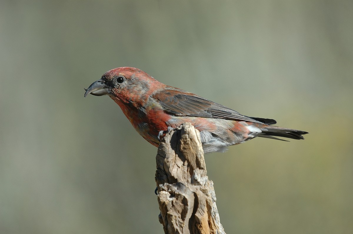 Red Crossbill - ML28988251