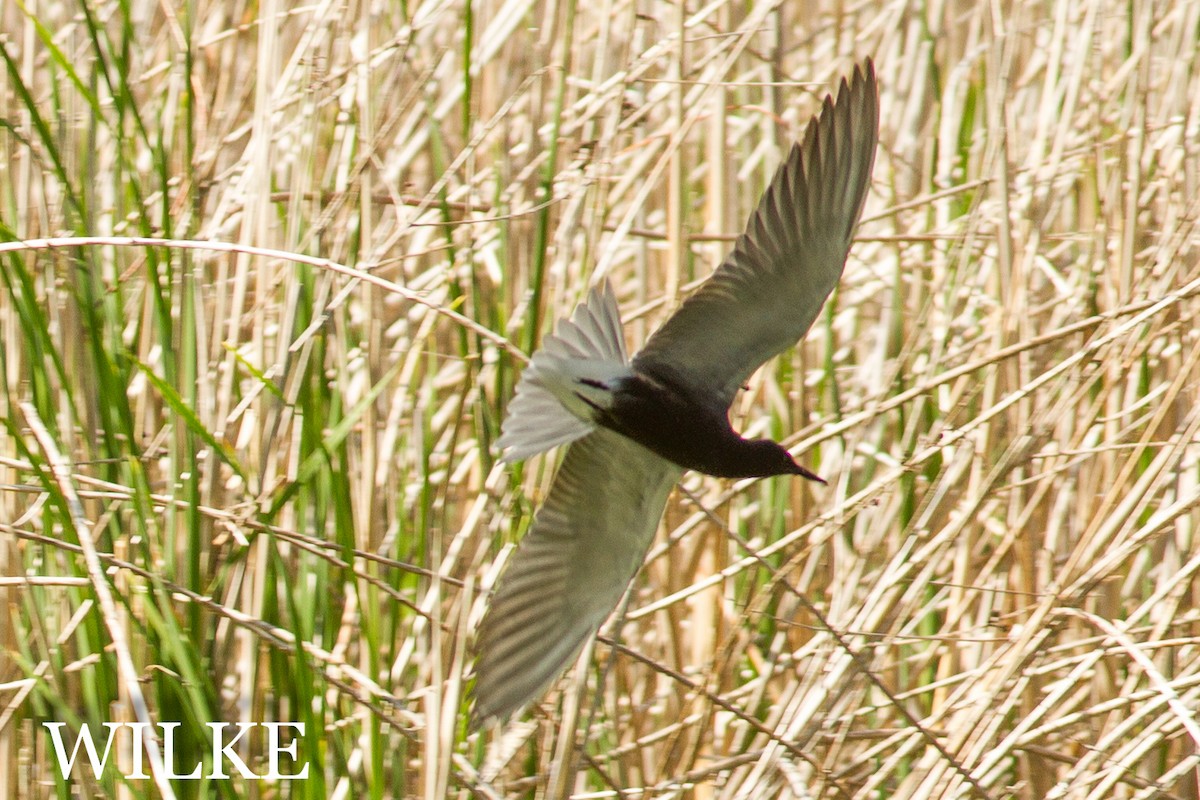 Black Tern - ML28988331