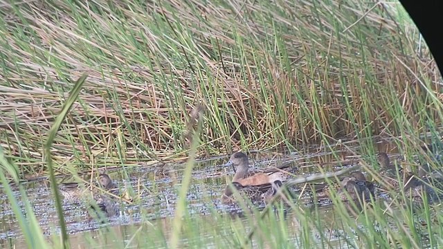 American Wigeon - ML289883711