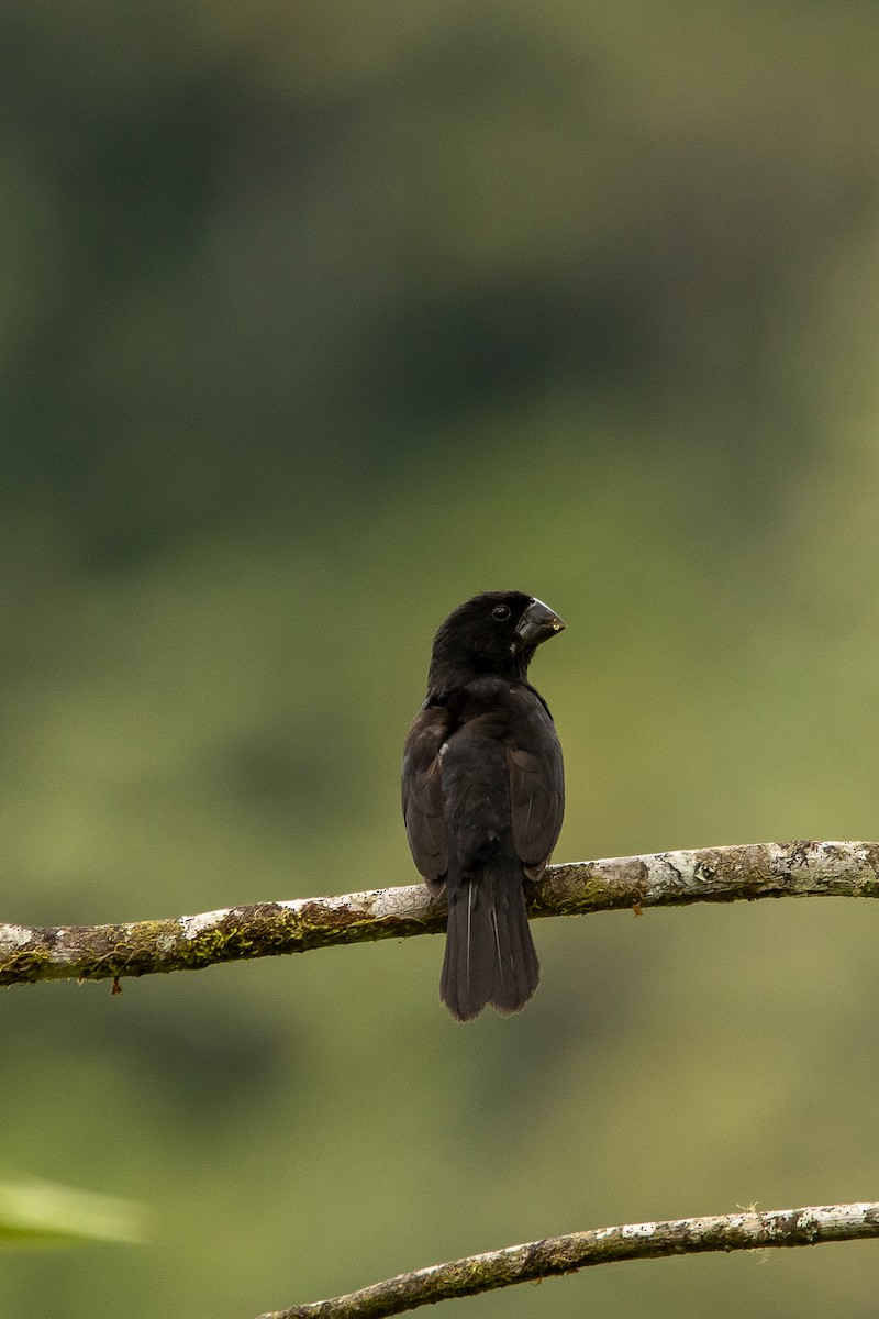 Black-billed Seed-Finch - ML289884401