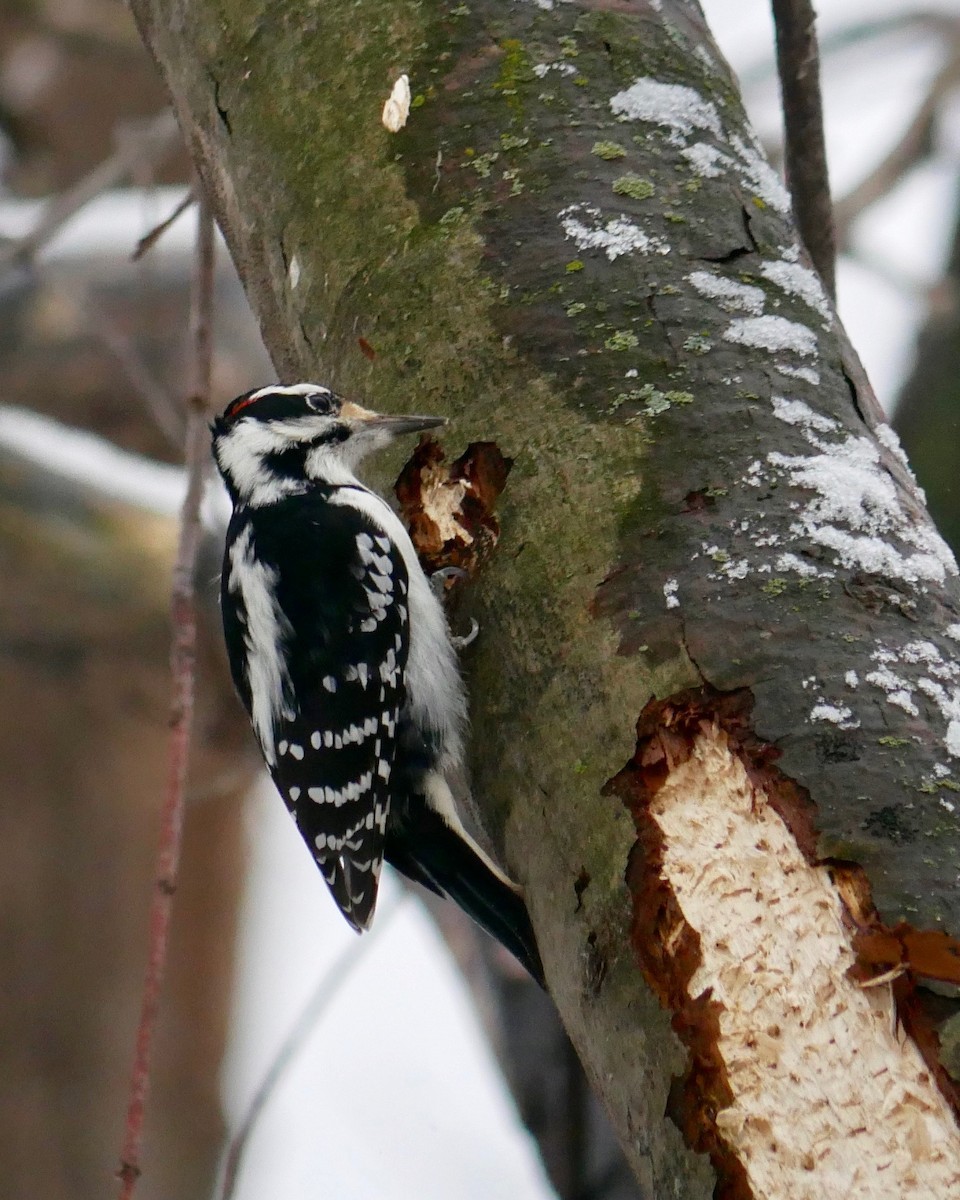 Hairy Woodpecker - Robert Huxley