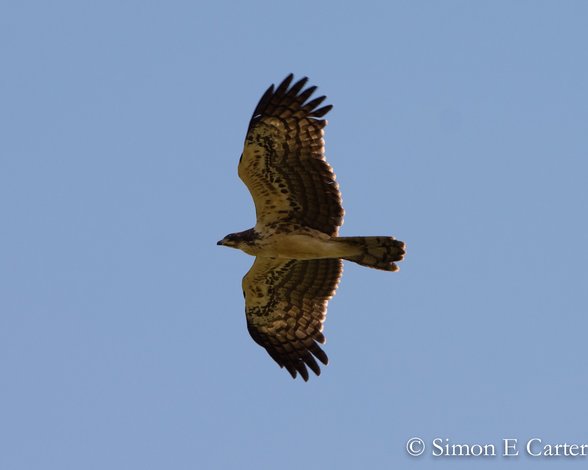 African Harrier-Hawk - Simon Carter