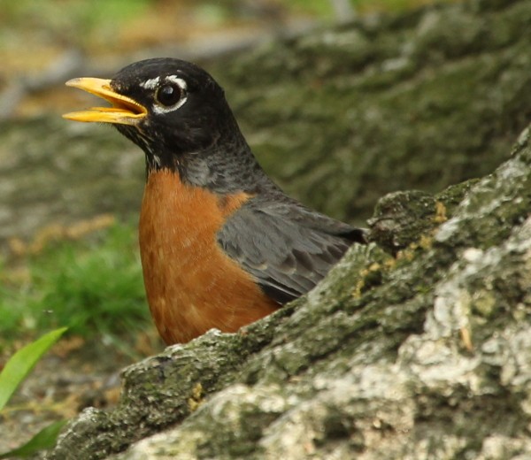 American Robin - ML28989201