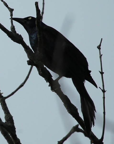 Common Grackle - ML28989211