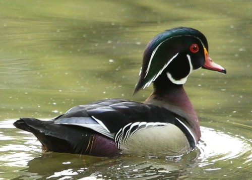 Wood Duck - ML28989251