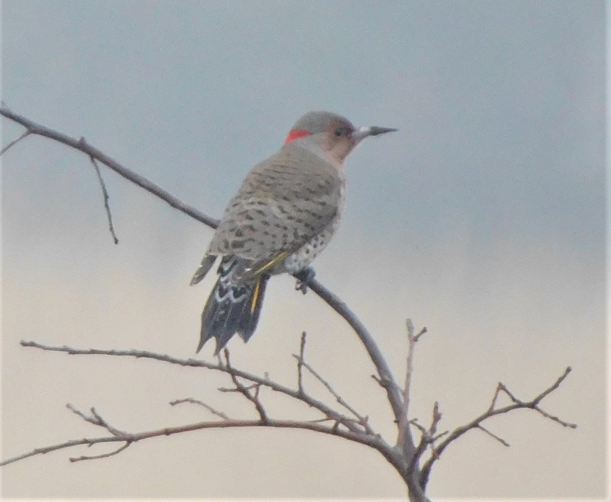 Northern Flicker - Pete Huffer