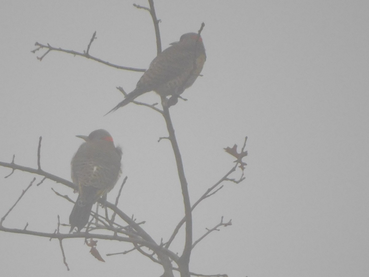 Northern Flicker - ML289892621