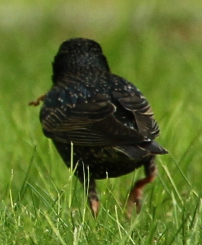 European Starling - ML28989271