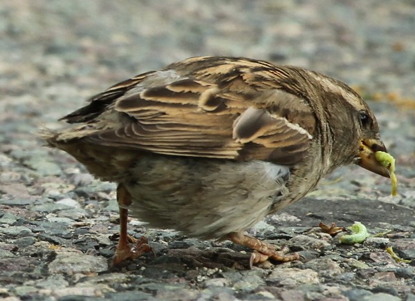 House Sparrow - ML28989291