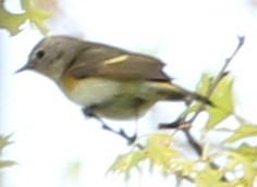 American Redstart - ML28989341