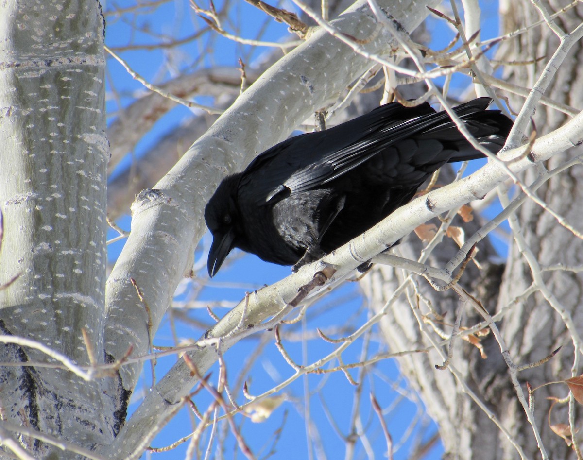 American Crow - ML289894631