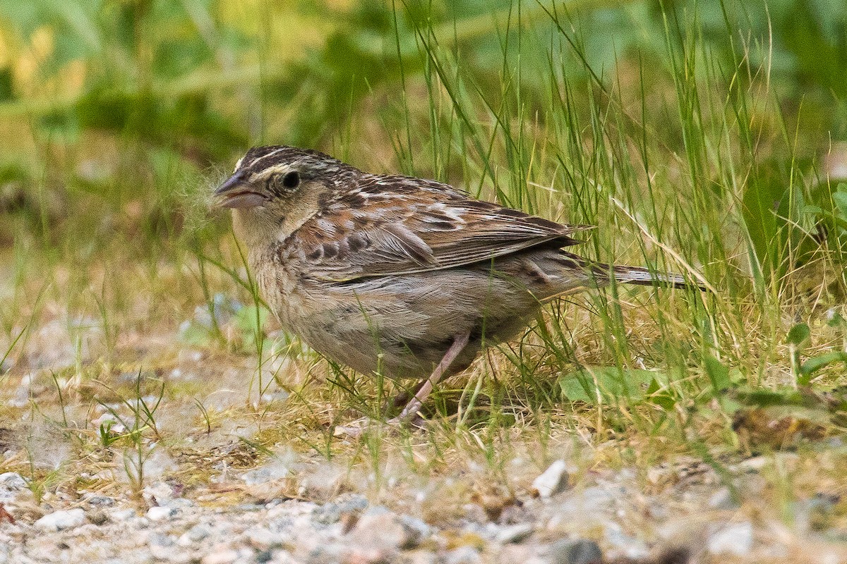 Grasshopper Sparrow - ML28989521