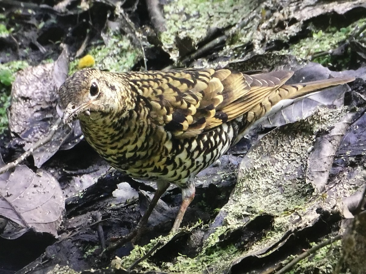 Scaly Thrush - Snehes Bhoumik