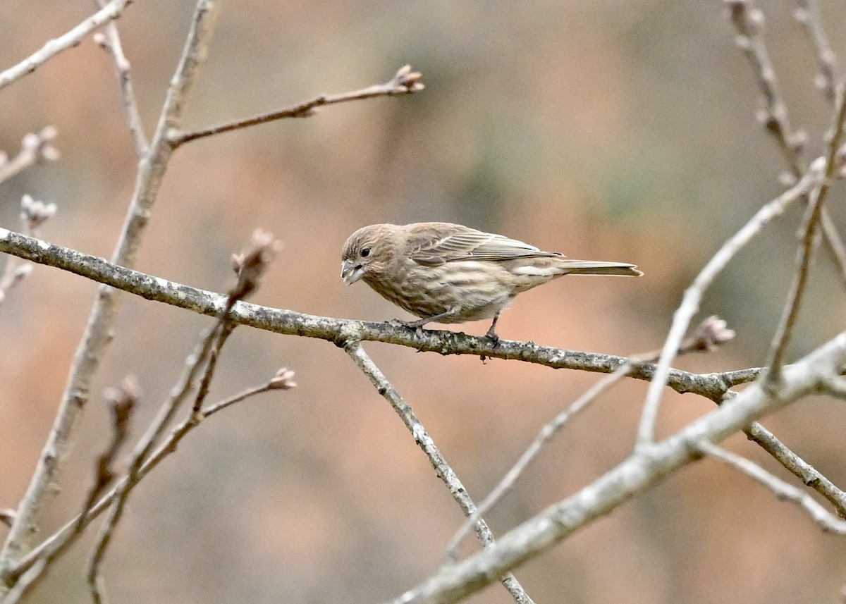 House Finch - ML289895951