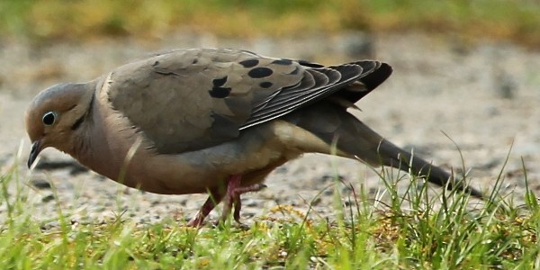 Mourning Dove - sicloot