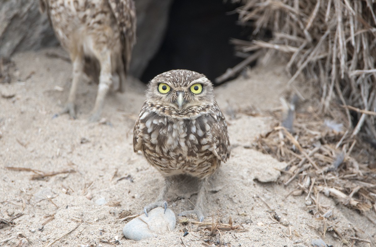 Burrowing Owl - David F. Belmonte