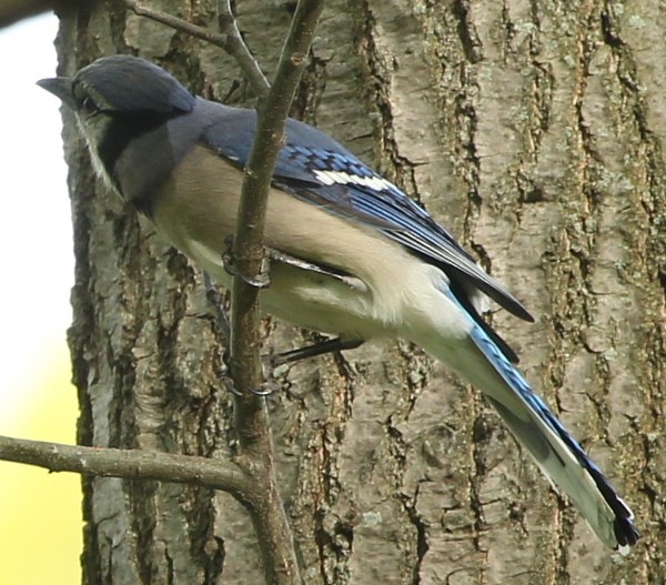 Blue Jay - sicloot