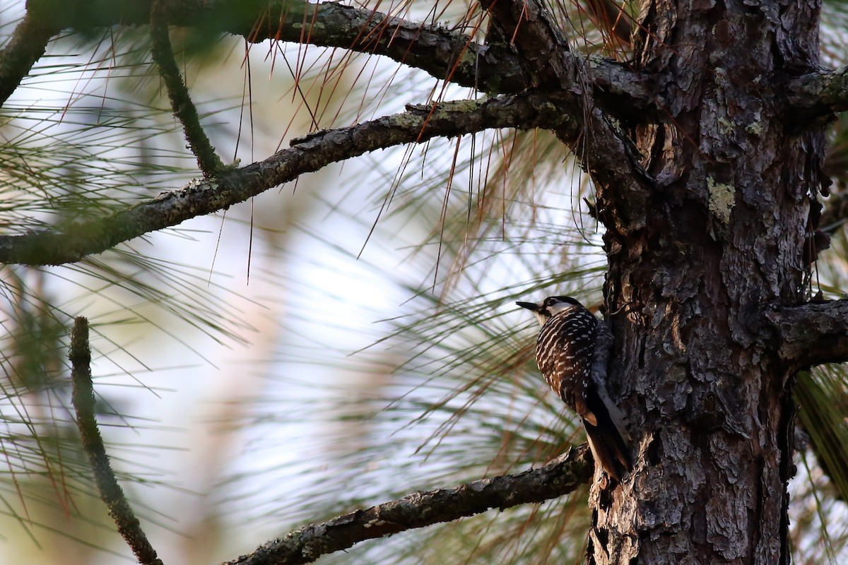 Red-cockaded Woodpecker - ML28989731