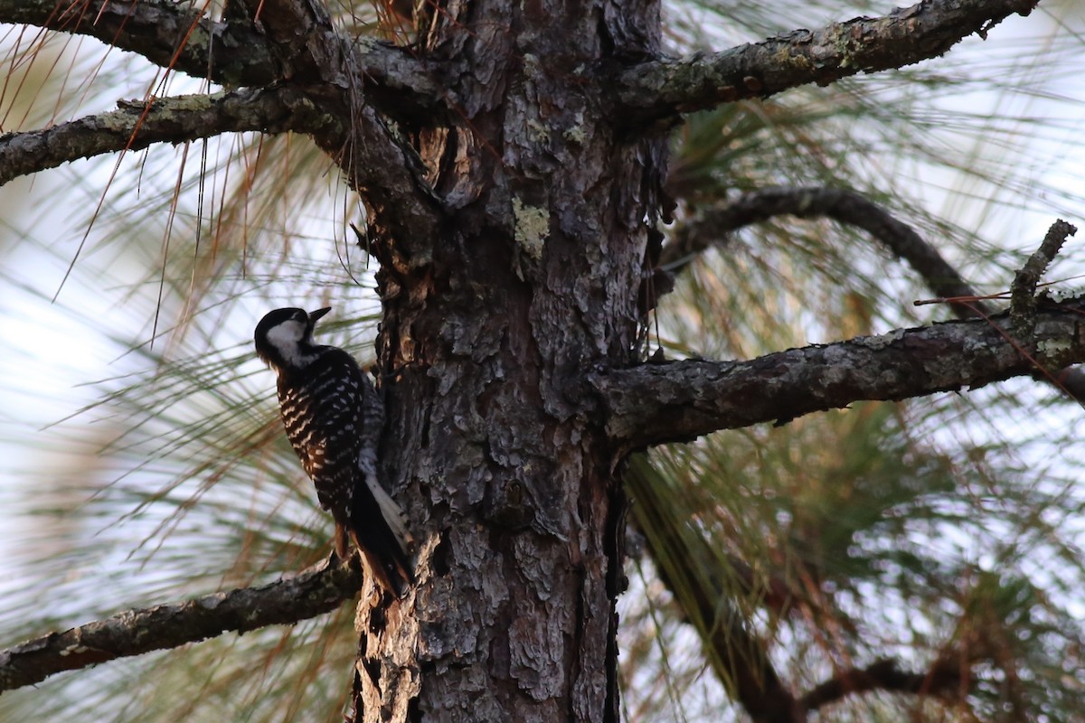 Red-cockaded Woodpecker - ML28989741