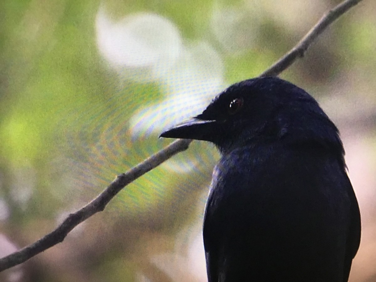 Drongo Cenizo - ML289899141