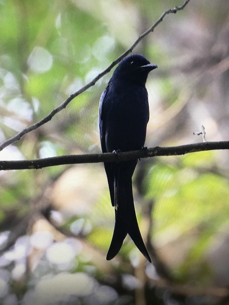 Drongo Cenizo - ML289899461