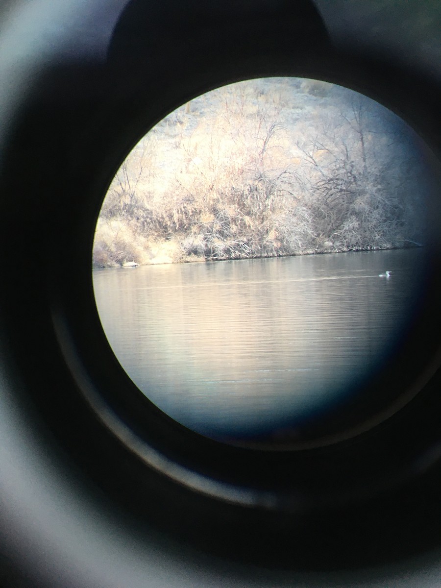 Yellow-billed Loon - Charlotte Eberlein