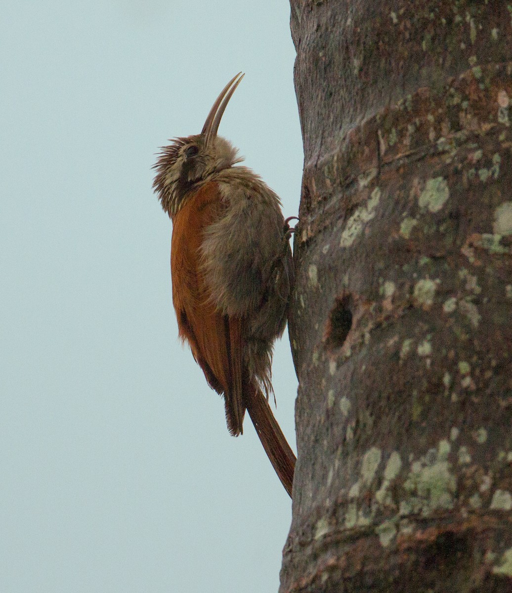 Narrow-billed Woodcreeper - ML289900731