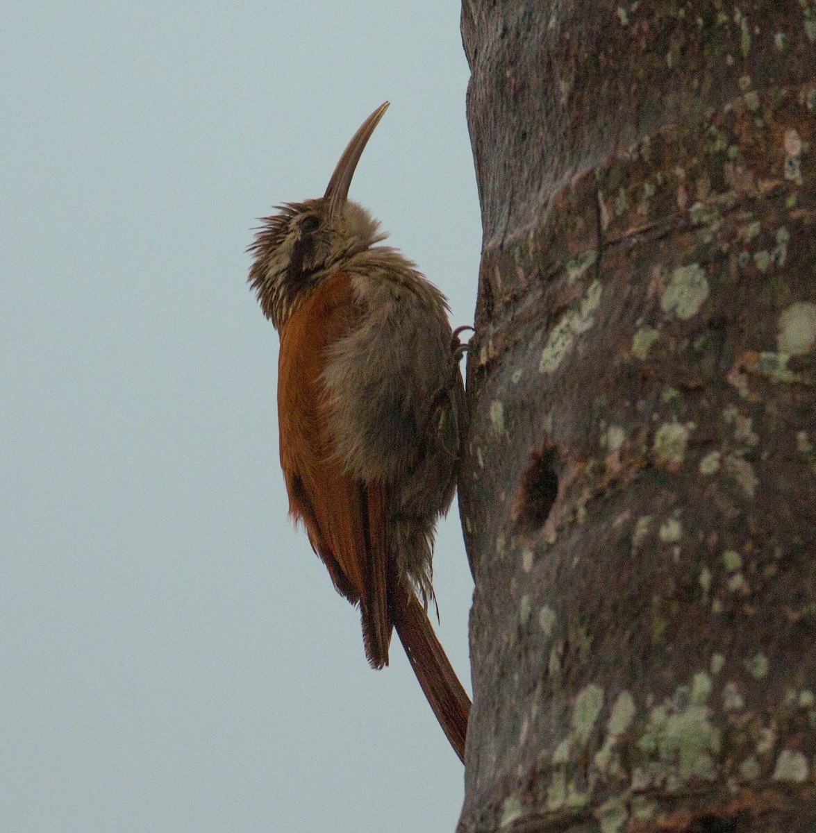 Narrow-billed Woodcreeper - José Martín