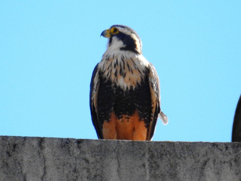 Aplomado Falcon - Fernando Nunes