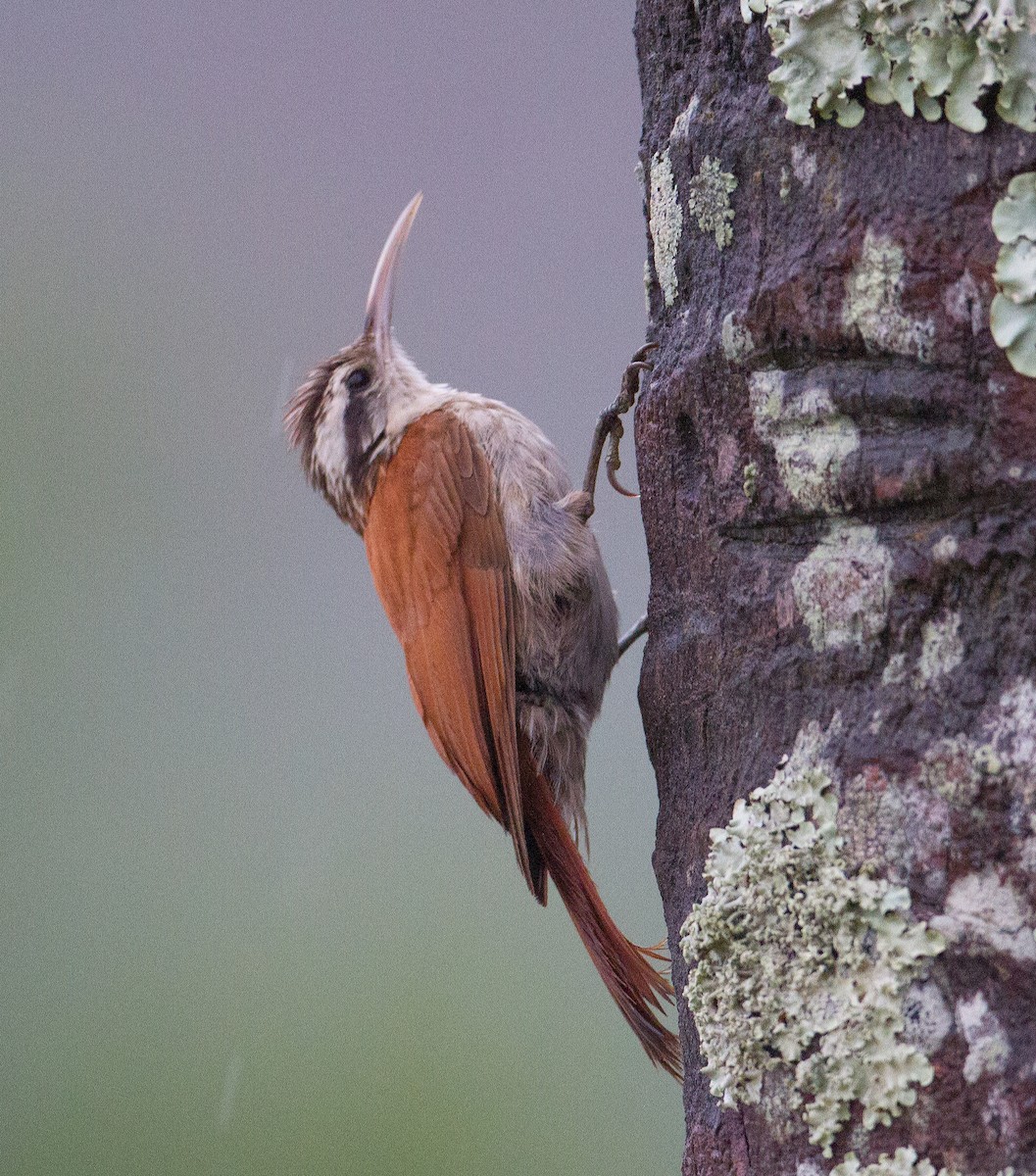 Narrow-billed Woodcreeper - ML289902511