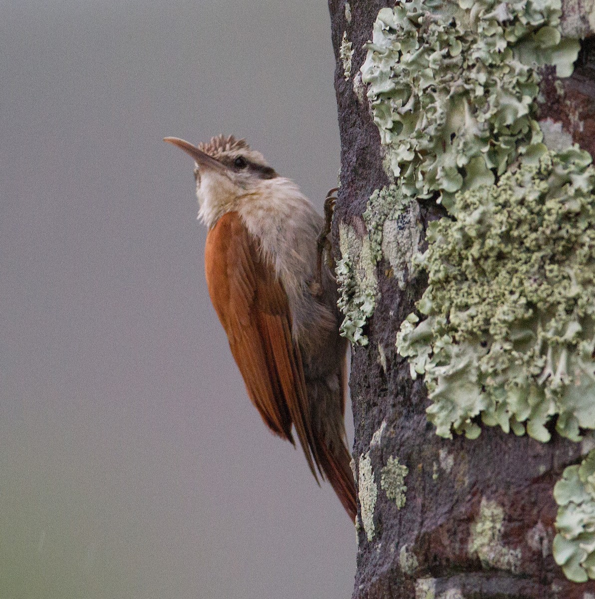 Narrow-billed Woodcreeper - ML289903051