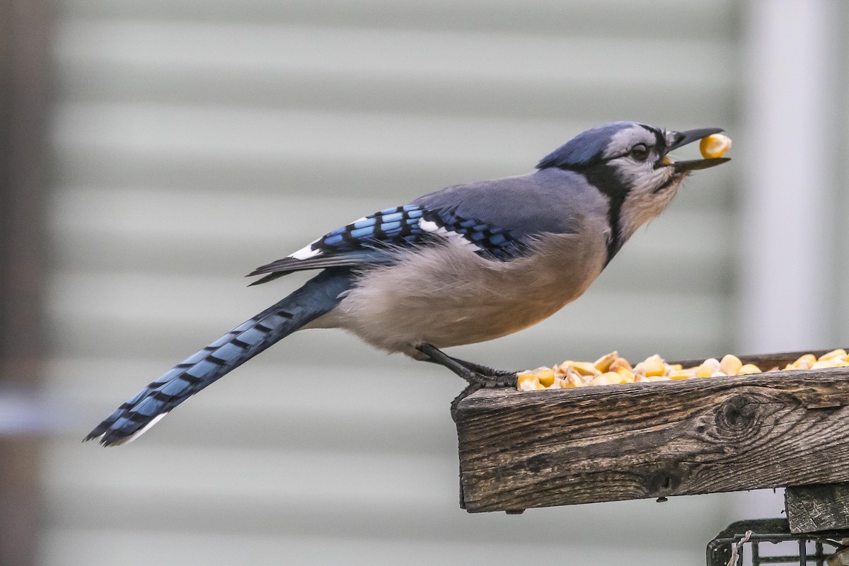 Blue Jay - Jim Linker