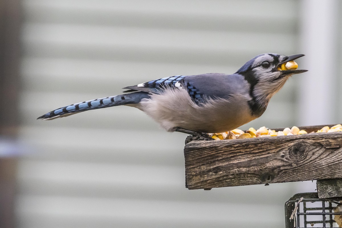 Blue Jay - ML289904021