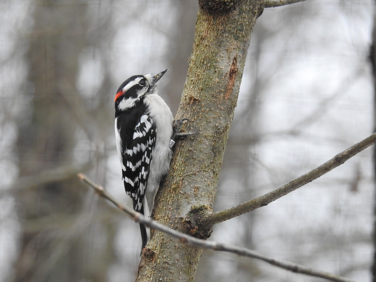 Downy Woodpecker - ML289906121