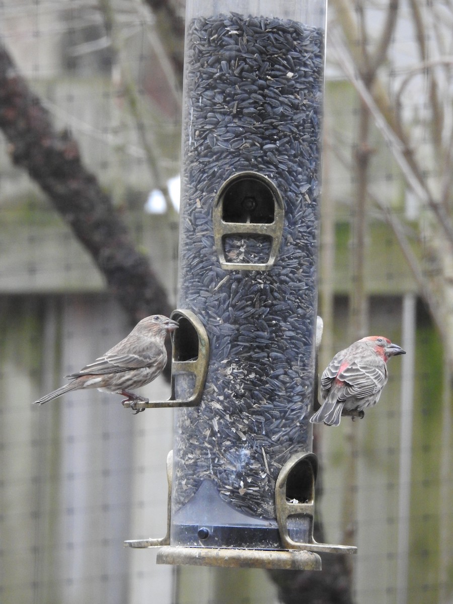 House Finch - ML289908351