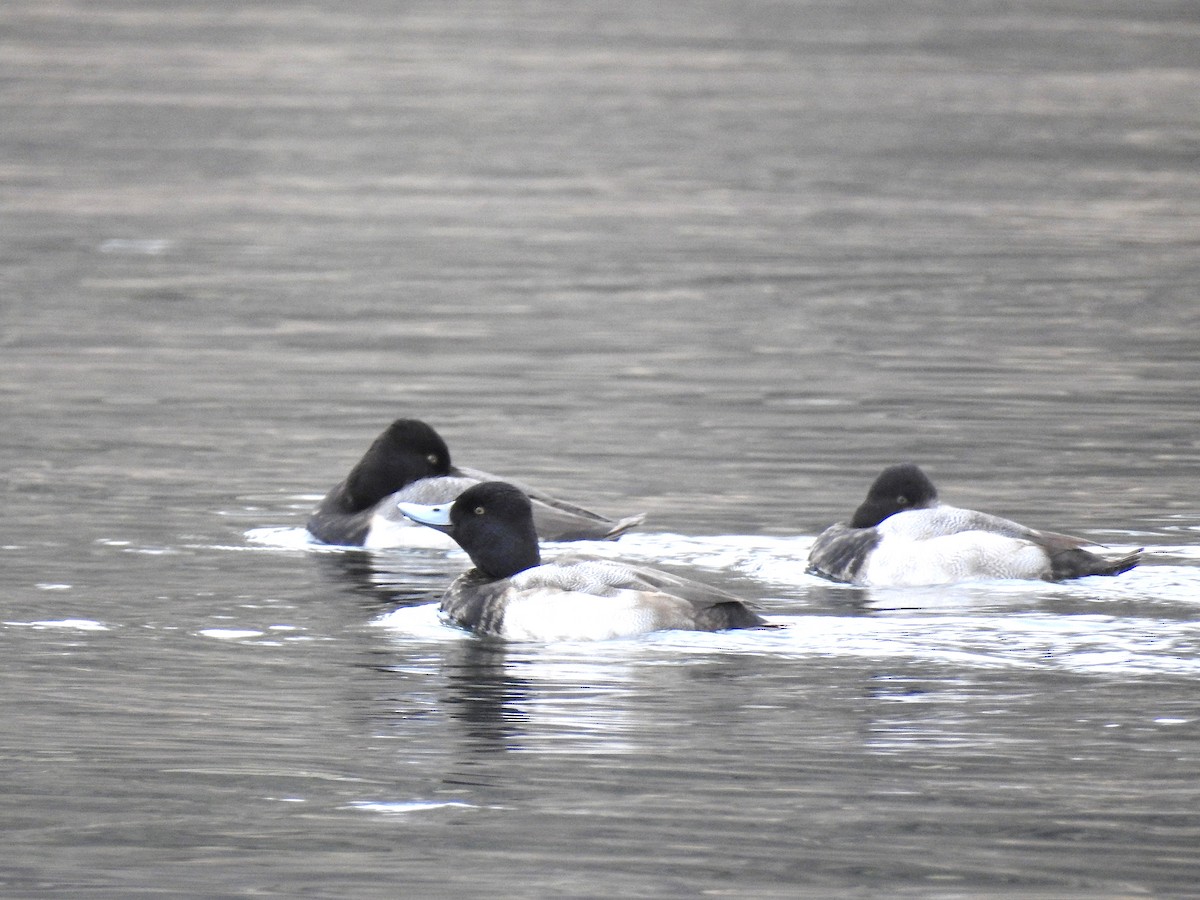 Lesser Scaup - ML289908531