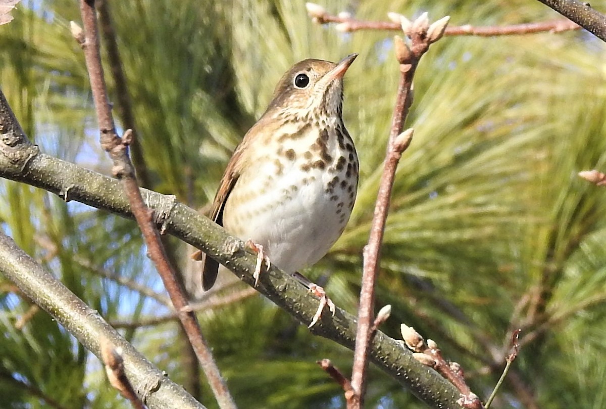 Hermit Thrush - ML289908651