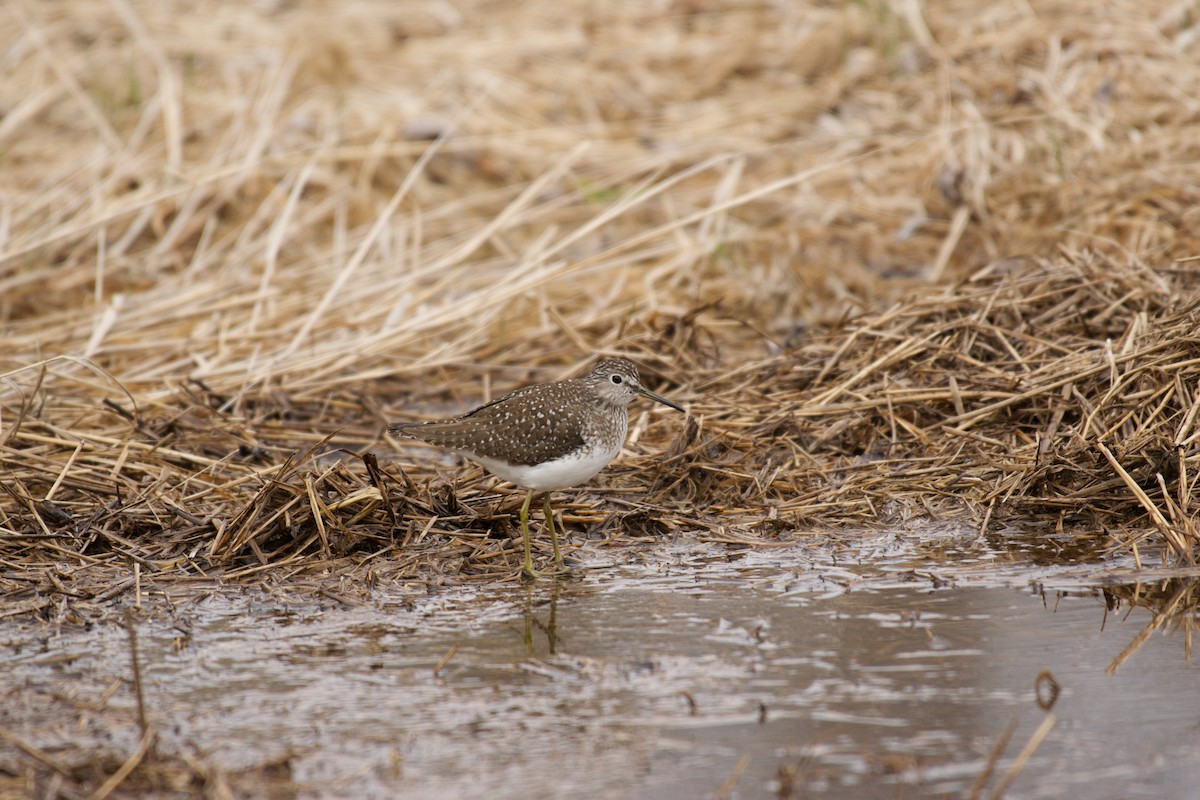 Solitary Sandpiper - ML28991001