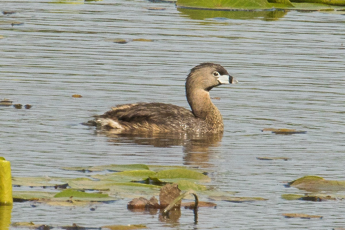 Pied-billed Grebe - John Reynolds