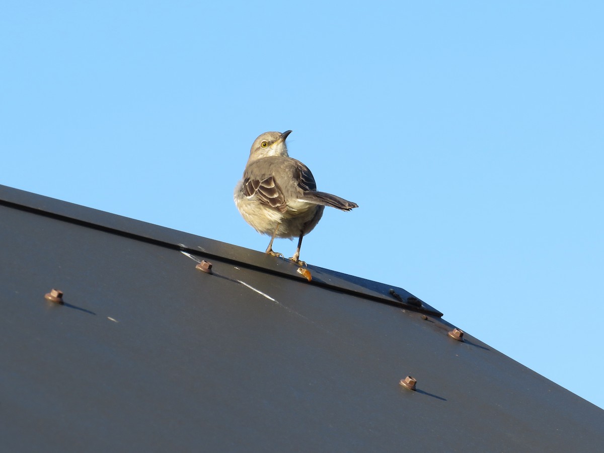 Northern Mockingbird - ML289912261