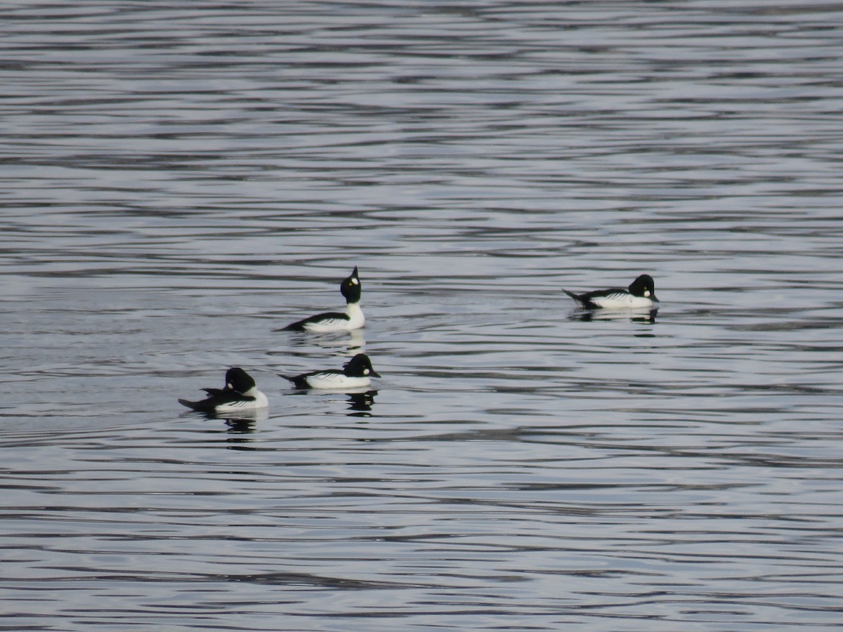 Common Goldeneye - ML289912421