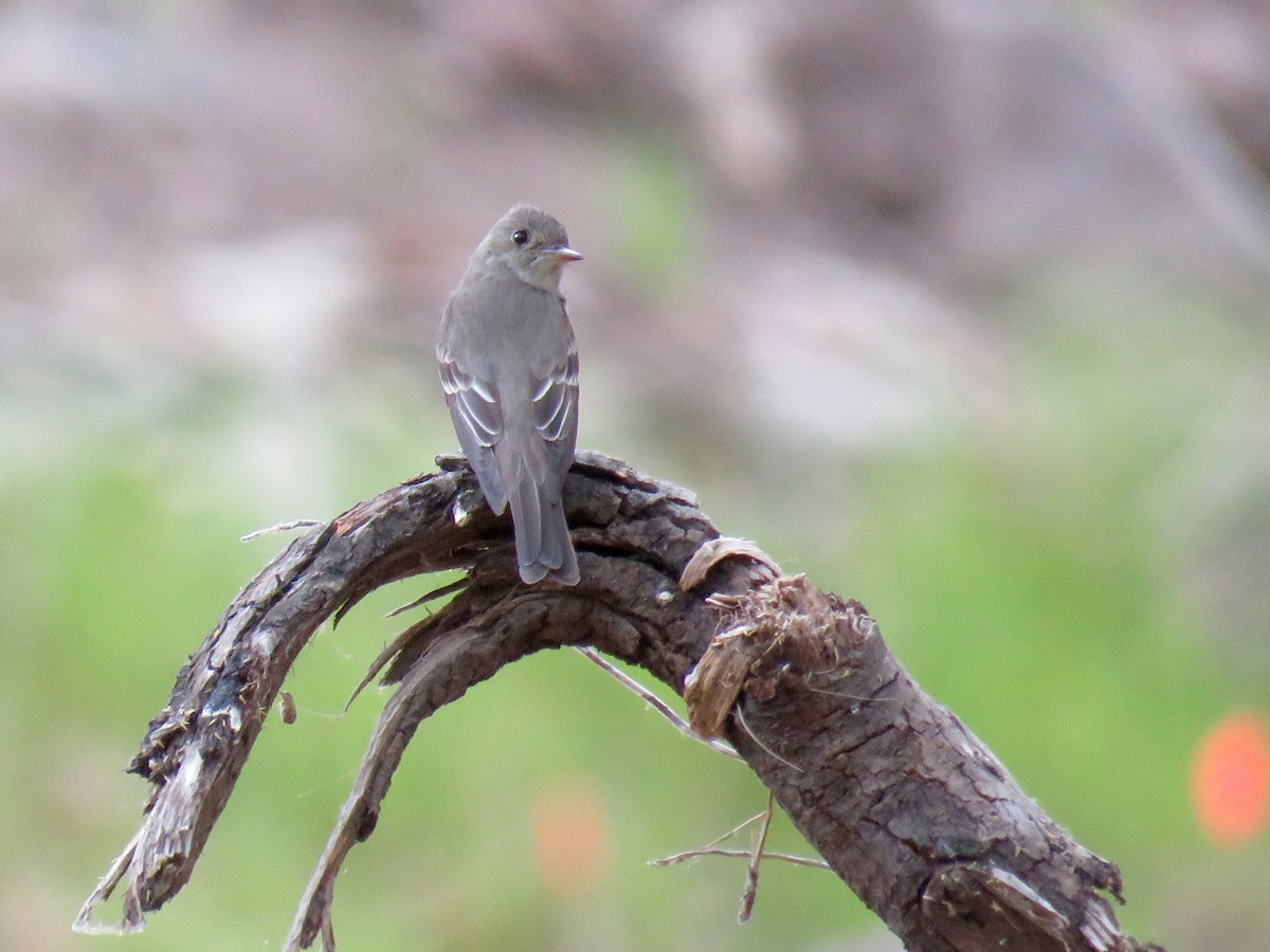 Western Wood-Pewee - Dawn Zappone