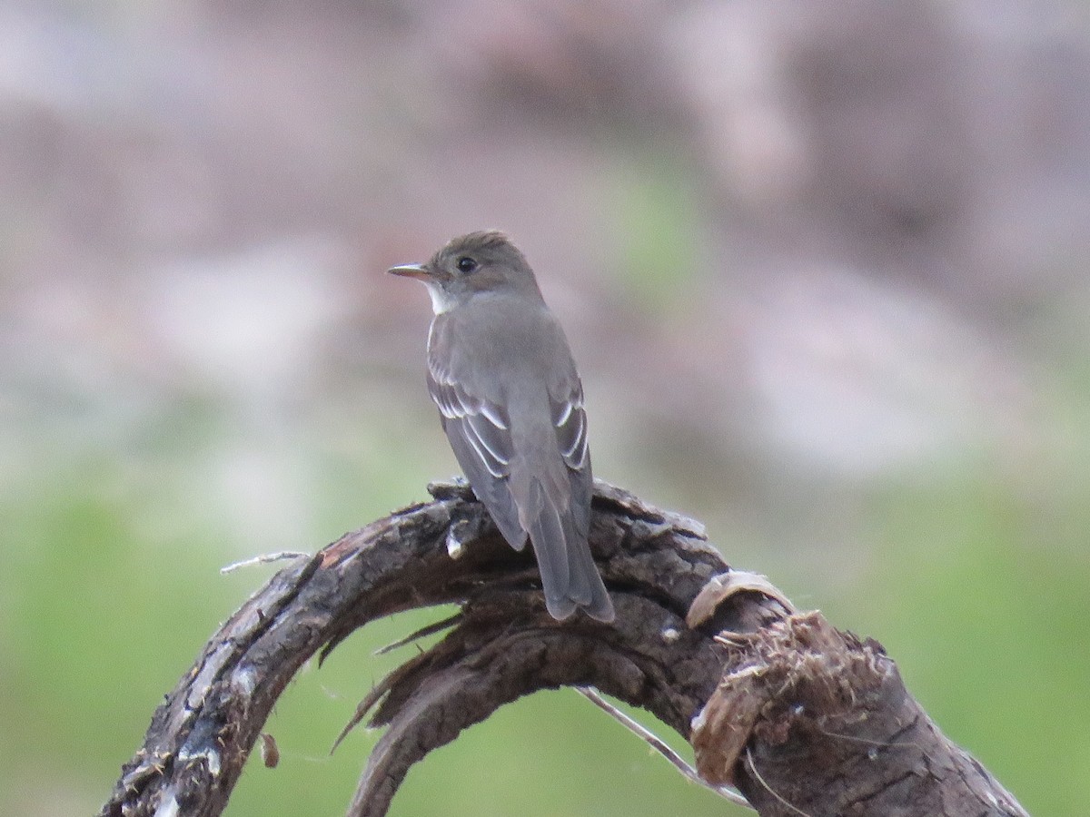 Western Wood-Pewee - Dawn Zappone