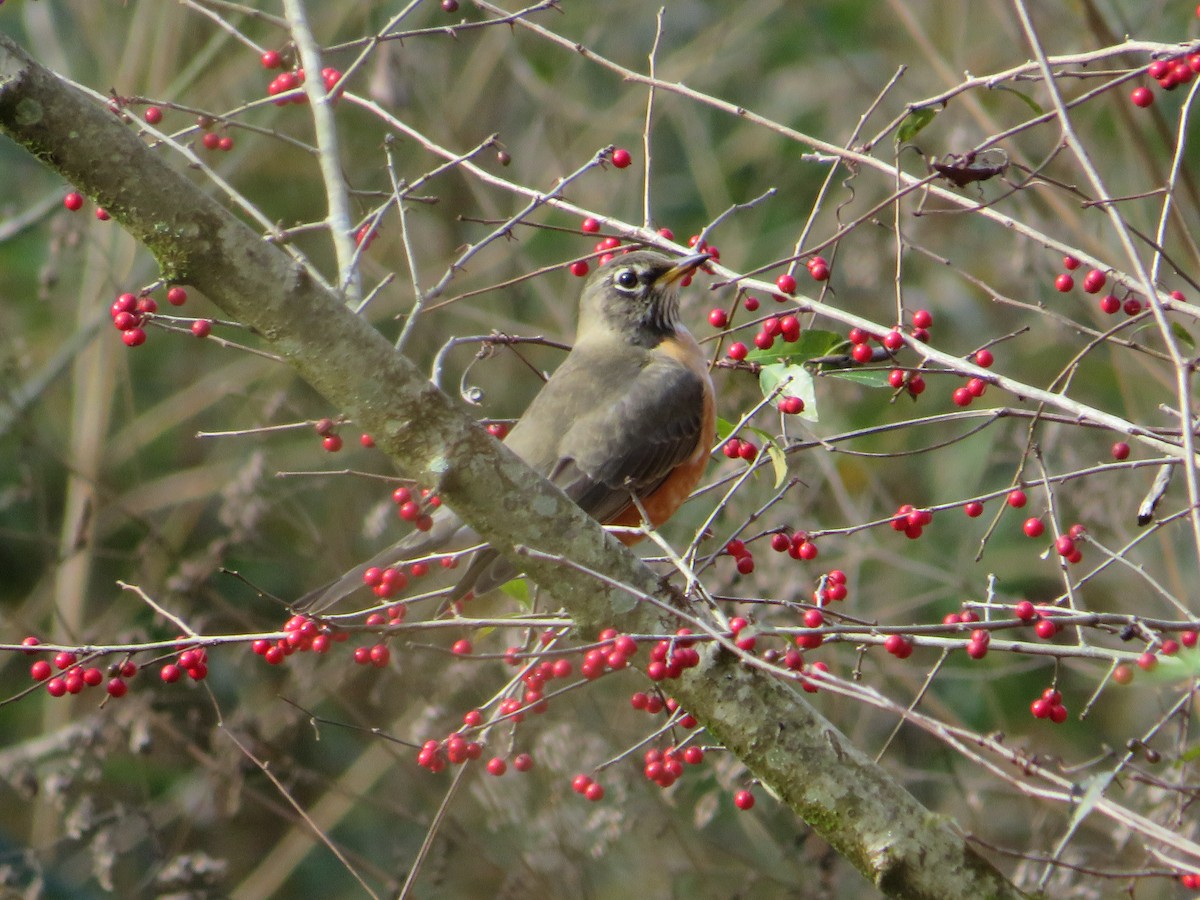 American Robin - ML289912771