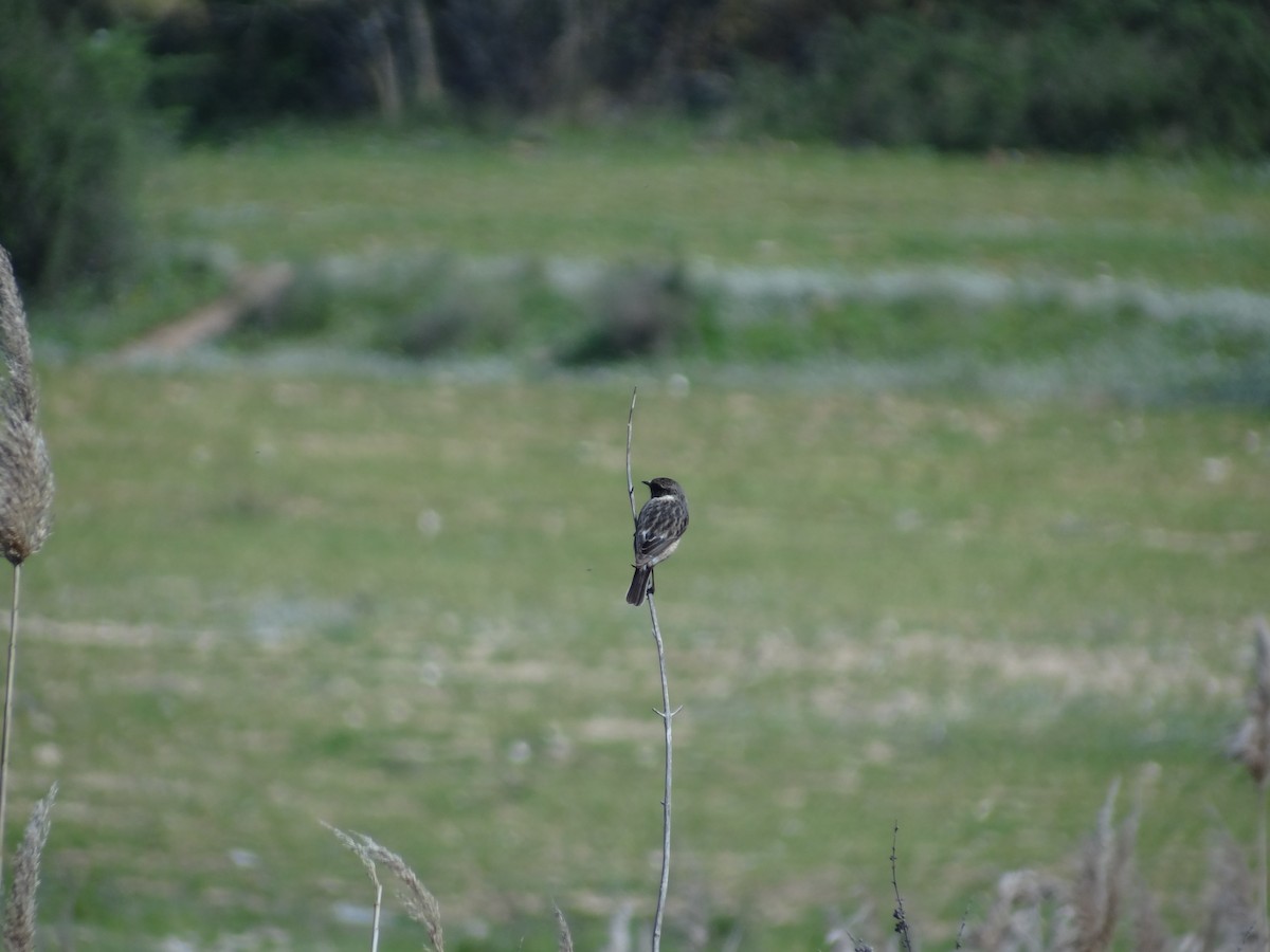 European Stonechat - ML289913471