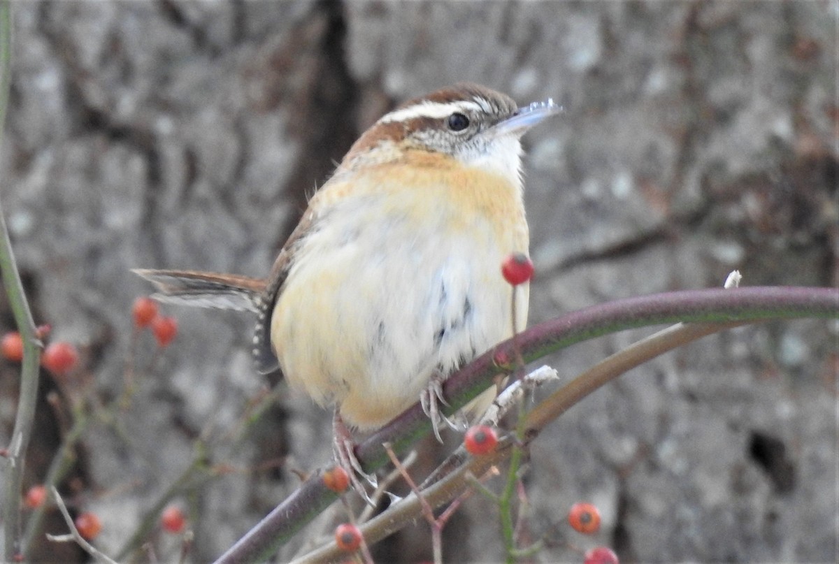 Carolina Wren - ML289914161