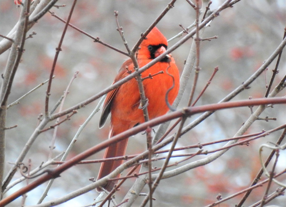 Northern Cardinal - ML289914281