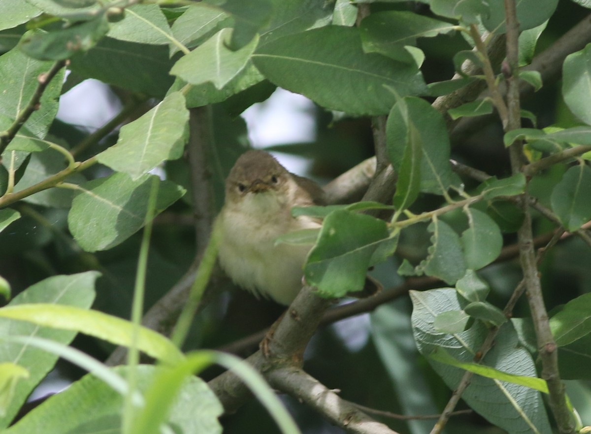 Garden Warbler - Jan Harm Wiers