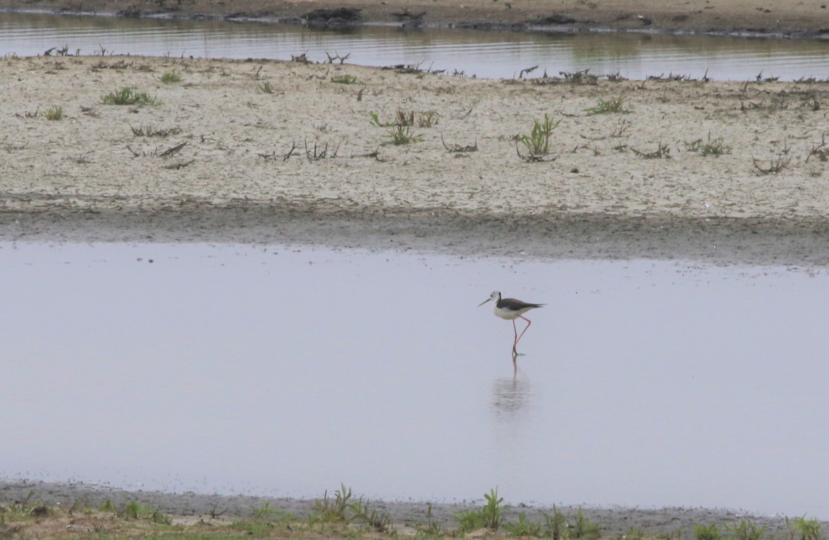 Black-winged Stilt - ML289916641